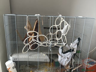 Rat rodents - Advert 3