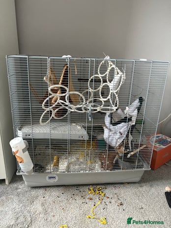 Rat rodents - Advert 4