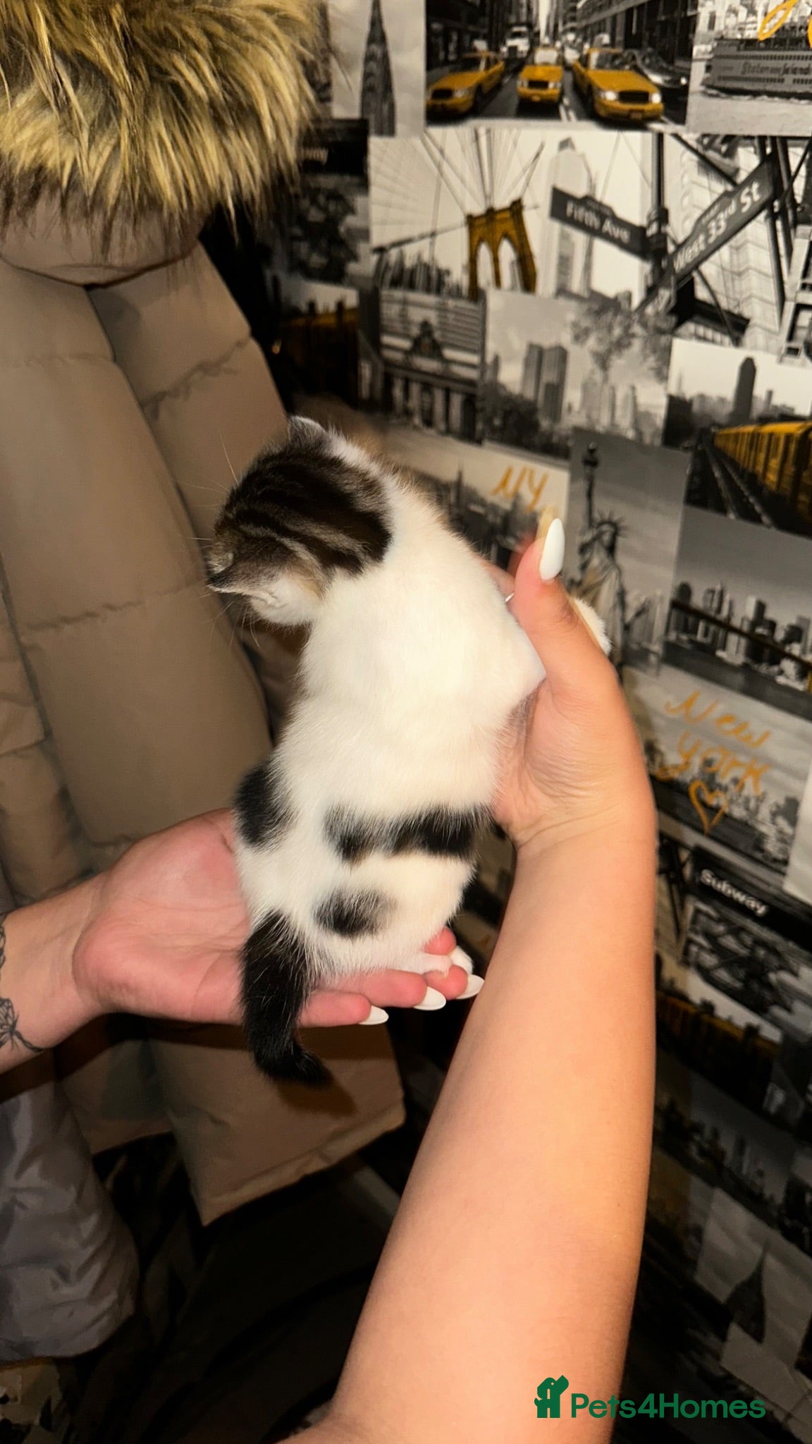 American Shorthair cats Premium-quality American shorthair 🐾 - Advert 1