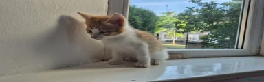 Mixed Breed 5