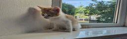 Mixed Breed cats for sale: 12 Beautiful kittens ready for their forever homes - Advert 6