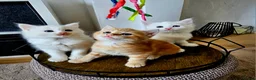 Mixed Breed cats for sale: Turkish Angora Cross Kittens - Advert 3