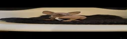 Sphynx cats for sale: Beautiful Sphynx kitten - Advert 5