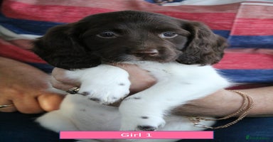English Springer Spaniel dogs - Advert 14