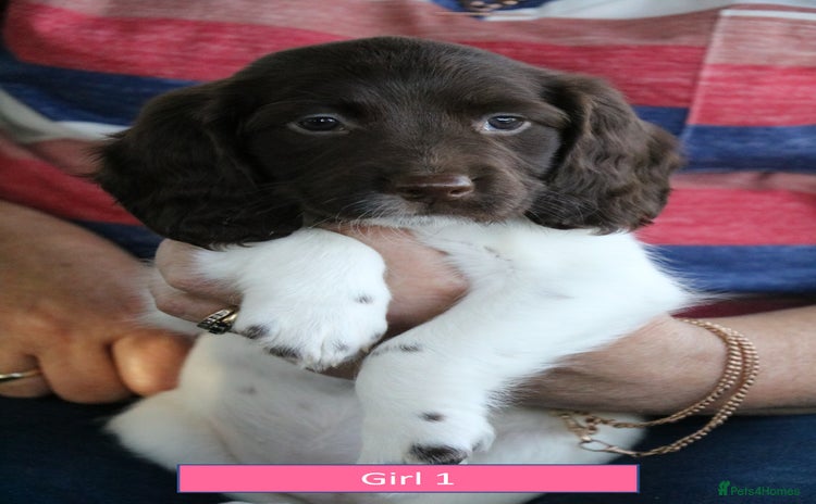 English Springer Spaniel dogs - Advert 2