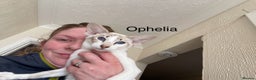Oriental cats for sale: Siamese, Balinese and POLH bicolours - Advert 5