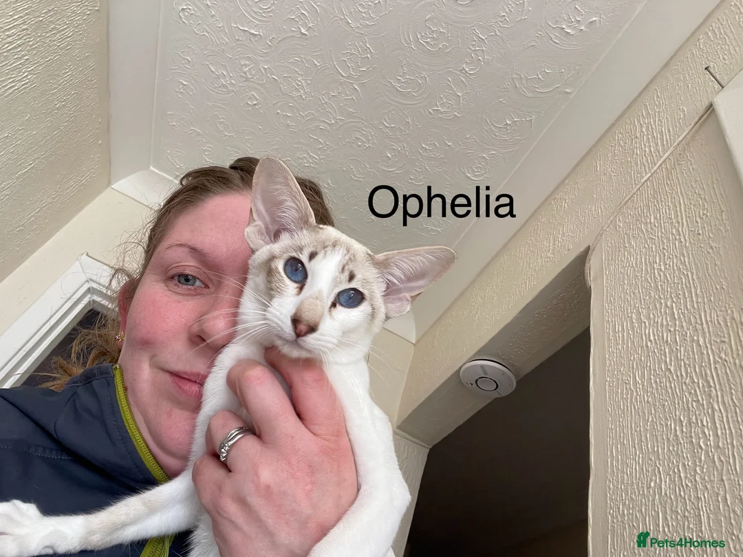 Oriental cats for sale: Siamese, Balinese and POLH bicolours - Advert 5