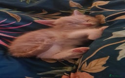 Mixed Breed cats for sale: Beautiful fluffy kittens available to reserve!  - Image 8
