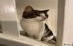 Mixed Breed cats for sale: 1 year old male cat - Image 2