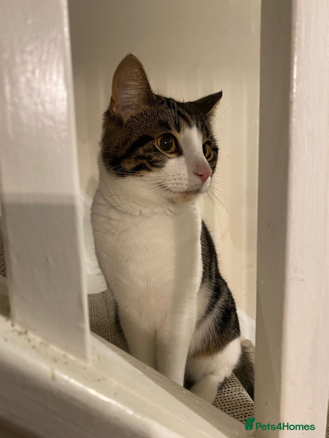 Mixed Breed cats for sale: 1 year old male cat - Image 2