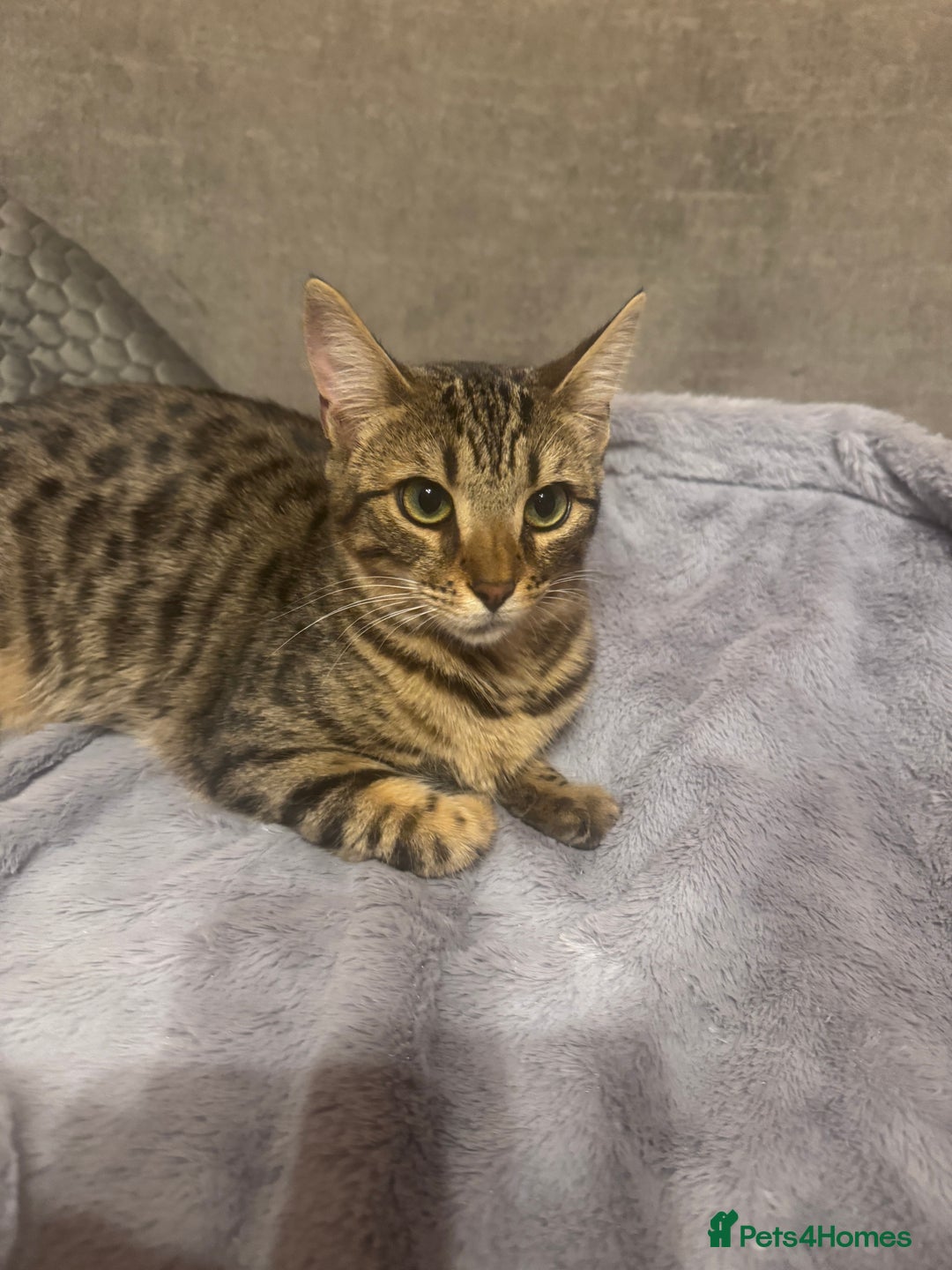 Bengal cats for sale: Bengal cat for sale - Advert 7