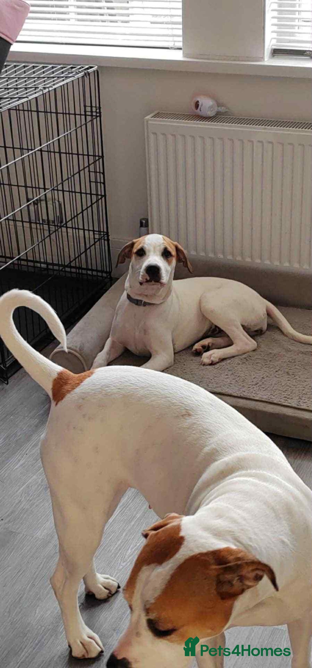 American Bulldog dogs for sale: 7 month old full breed American Bulldog - Image 4