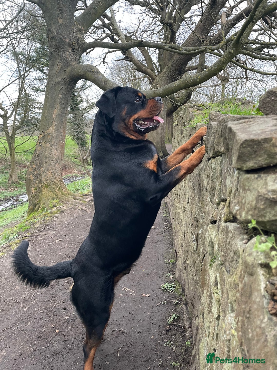 Rottweiler dogs for sale: Looking for new home  - Image 2