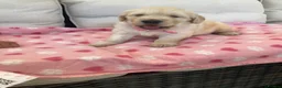 Golden Retriever dogs for sale: Chunky kc registered golden retriever puppy’s  - Advert 7