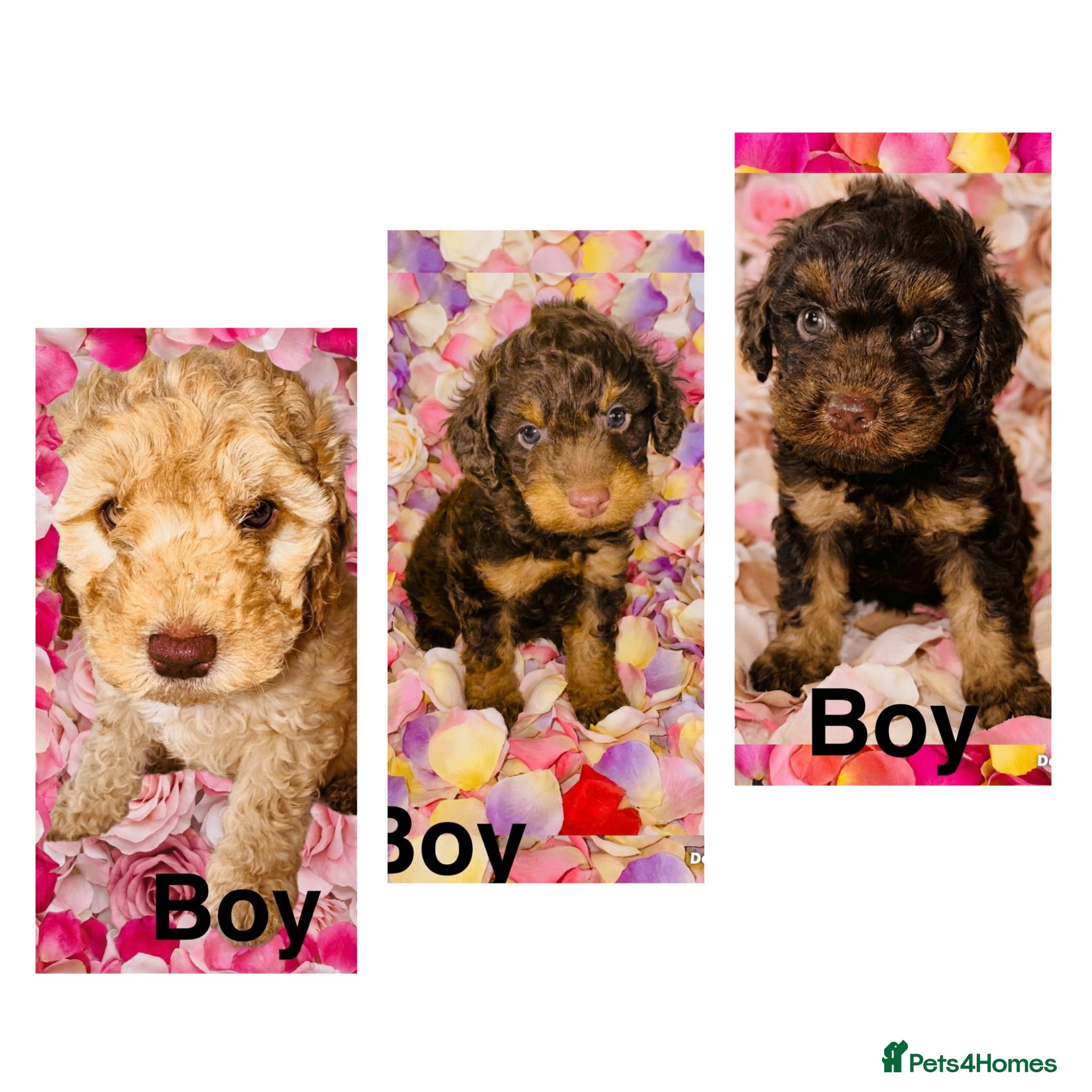 Cockapoo dogs ❤️DNA CLEAR, Stunning F1 Cockapoos, Ready Now ❤️ - Advert 17