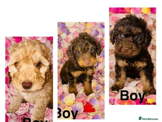 Cockapoo dogs ❤️DNA CLEAR, Stunning F1 Cockapoos, Ready Now ❤️ - Advert 6