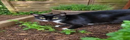 Mixed Breed cats for sale: Adorable Kittens Looking for Loving Homes - Advert 1