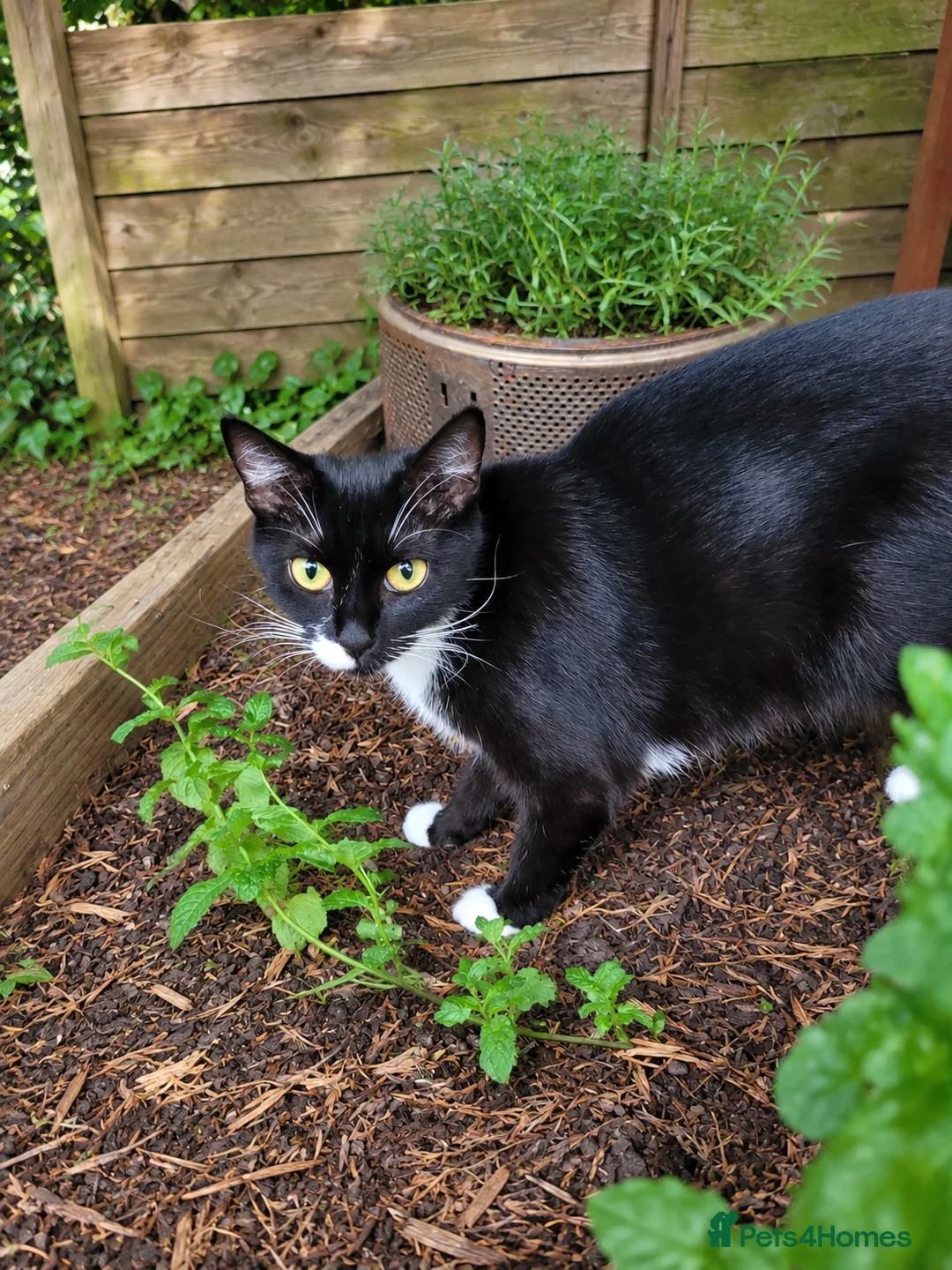Mixed Breed cats for sale: Adorable Kittens Looking for Loving Homes - Advert 1