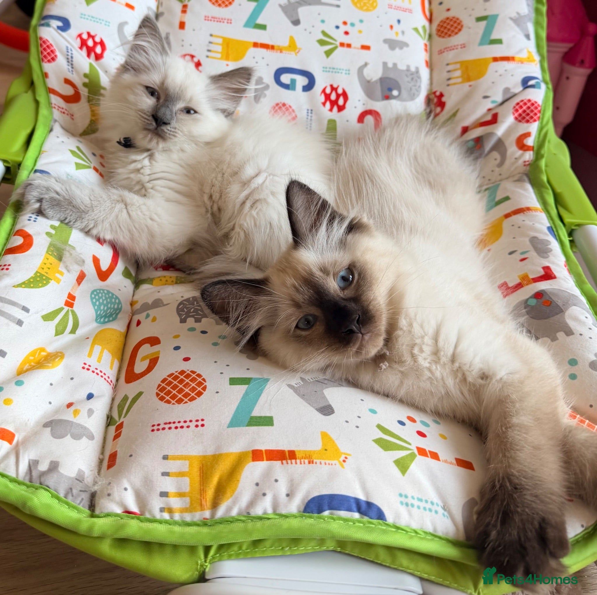 Ragdoll cats stunning ragdoll kittens! Ready to go Tuesday  - Advert 3