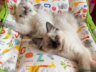 Ragdoll cats stunning ragdoll kittens! Ready to go Tuesday - Advert 3