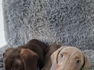 Dachshund dogs - Advert 31