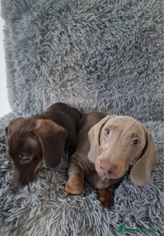 Dachshund dogs - Advert 3