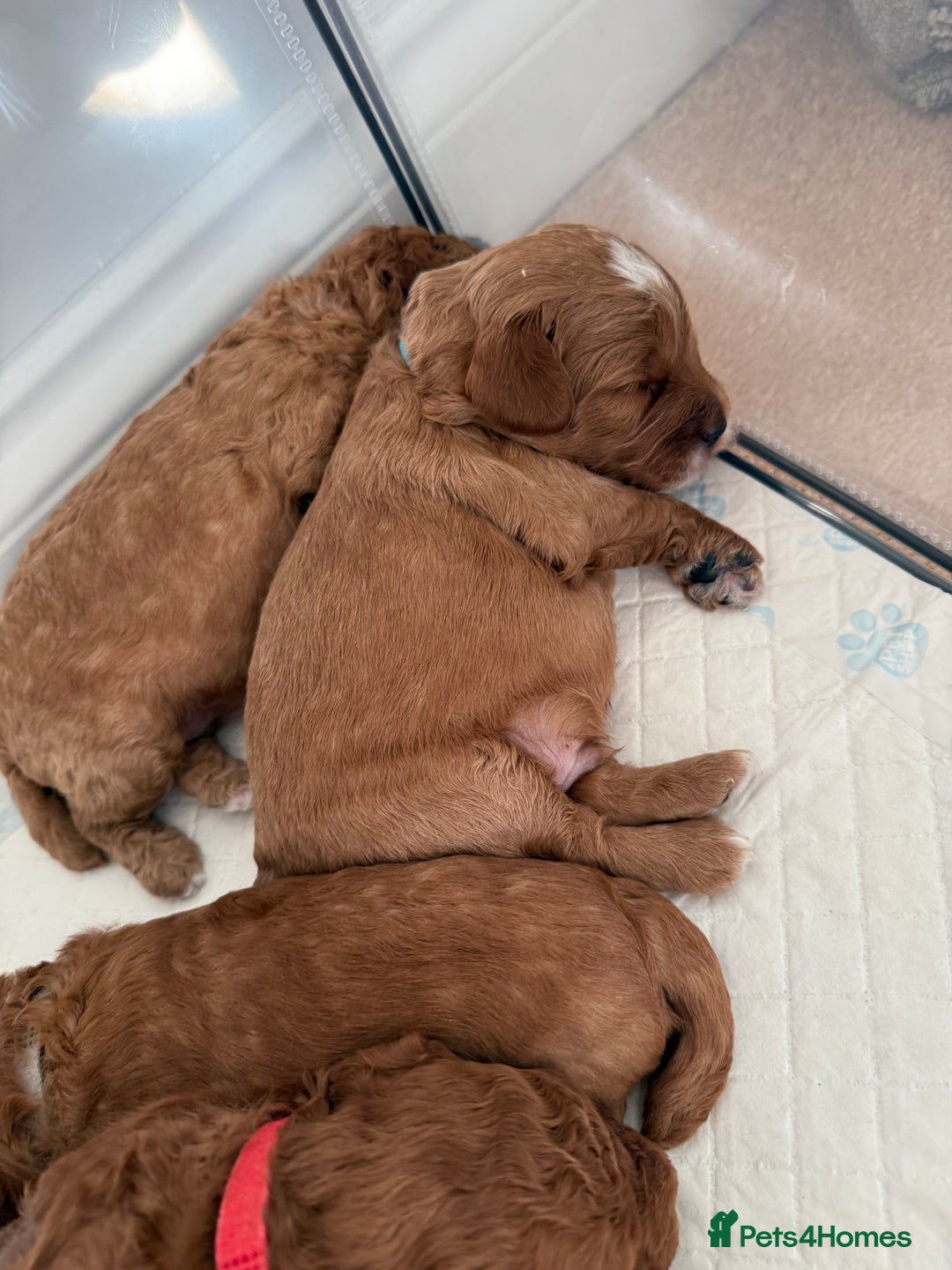 Cockapoo dogs for sale: Championship bloodline F1B toy Cockapoos  - Advert 19