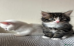 British Longhair cats for sale: Stunning friendly kittens - Image 2
