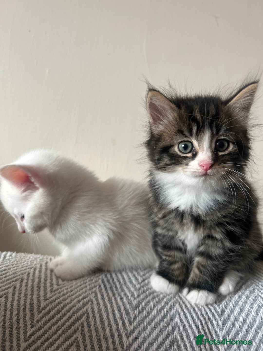 British Longhair cats for sale: Stunning friendly kittens - Image 2
