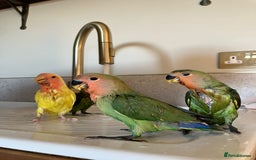 Lovebirds birds for sale: Cuddly hand reared baby lovebirds - Image 9