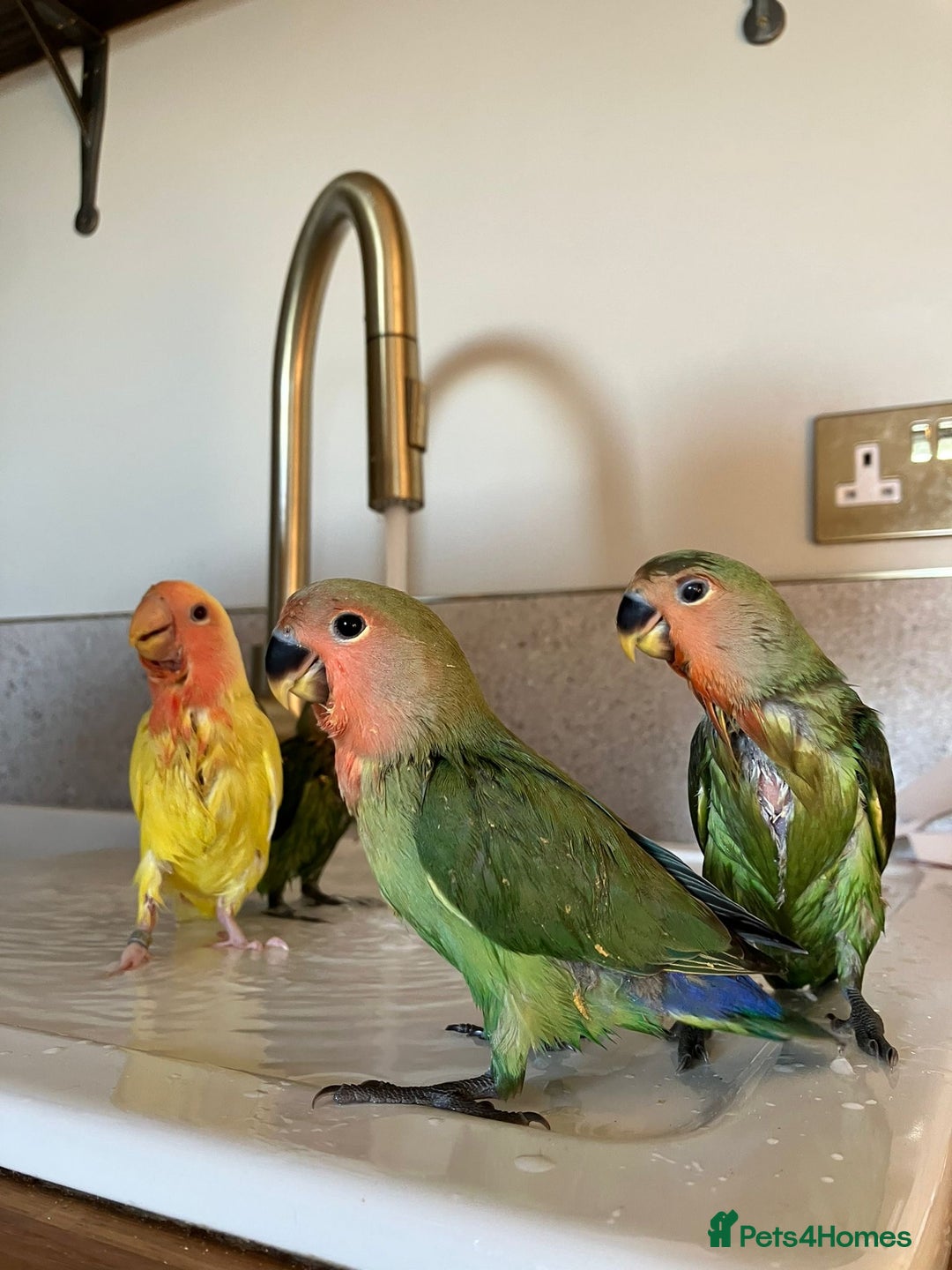 Lovebirds birds for sale: Cuddly hand reared baby lovebirds - Image 9