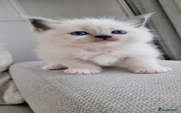 Ragdoll cats for sale: Adorable Ragdoll Kittens  - Image 2