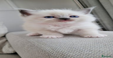 Ragdoll cats - Advert 13