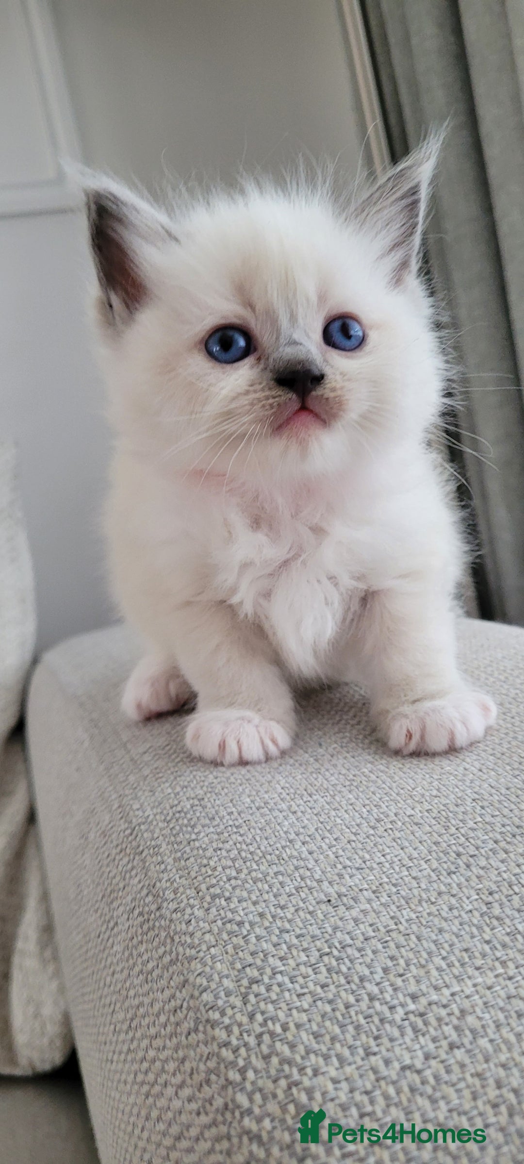 Ragdoll cats for sale: Adorable Ragdoll Kittens  - Image 2