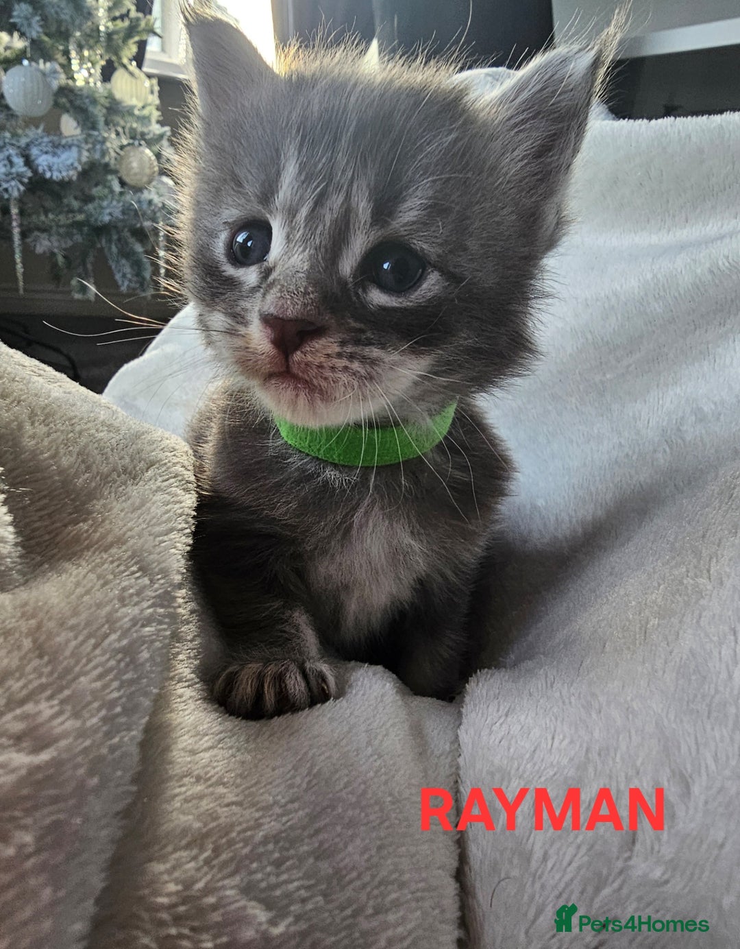 Maine Coon cats for sale: Champion bloodline maine coon kittens TICA - Advert 6