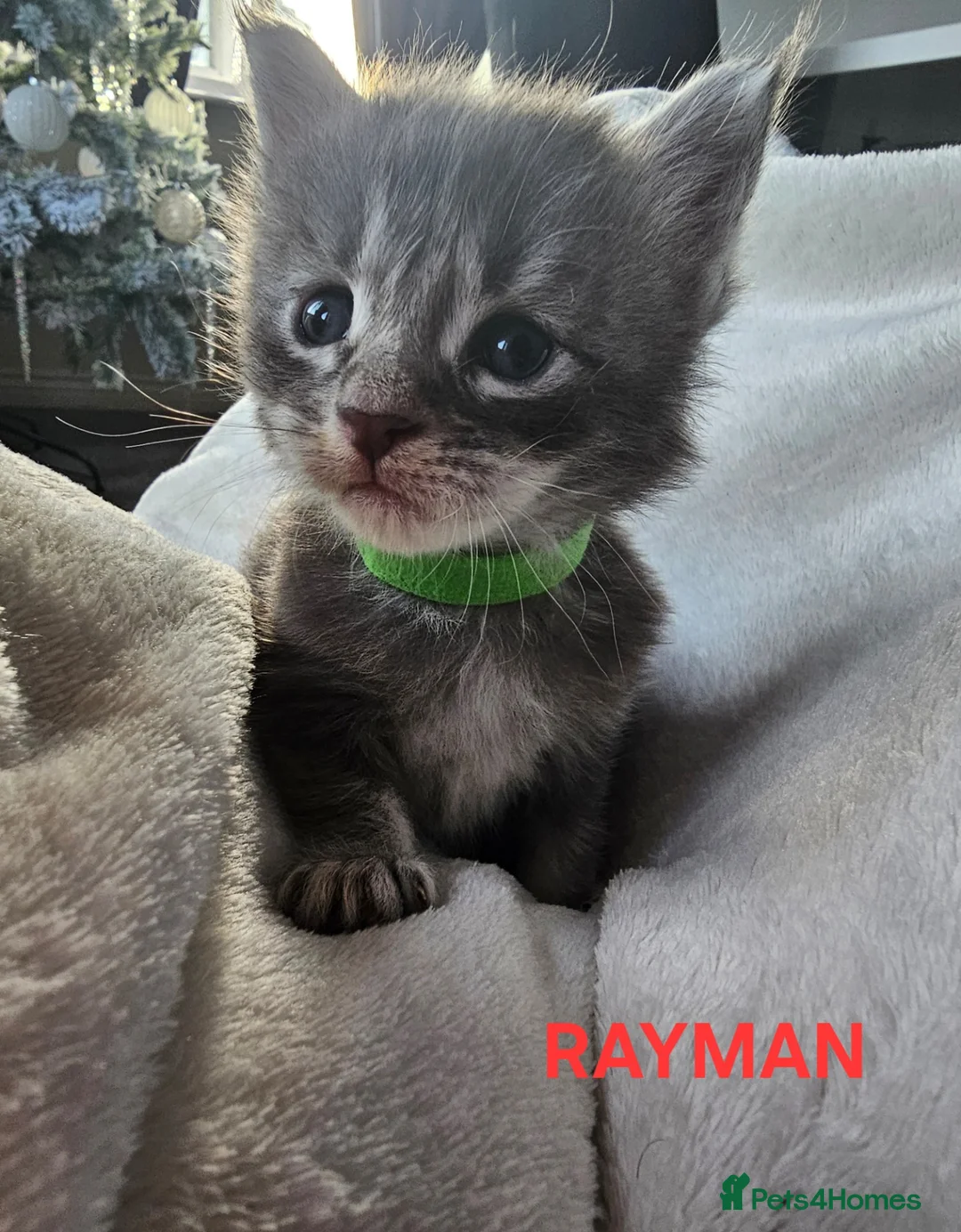 Maine Coon cats for sale: Champion bloodline maine coon kittens TICA - Advert 32