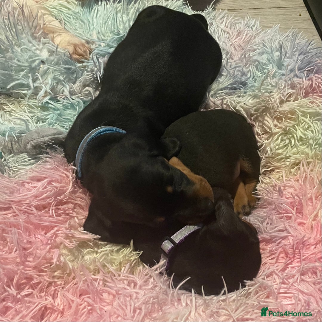 Dachshund dogs for sale: Dachound puppies - Advert 3