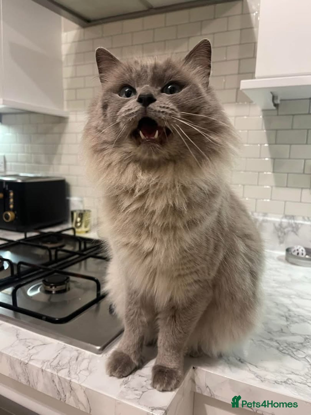 Ragdoll cats for sale: Pedigree Cherubim Blue Mink Ragdoll - Advert 4