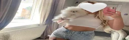Pomeranian dogs for stud: Top Quality white stud boy 1.2kg - Advert 3
