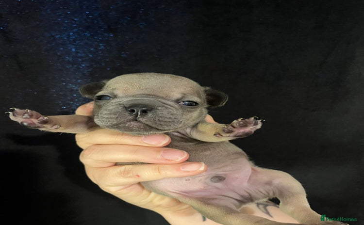French Bulldog dogs for sale - Advert 2