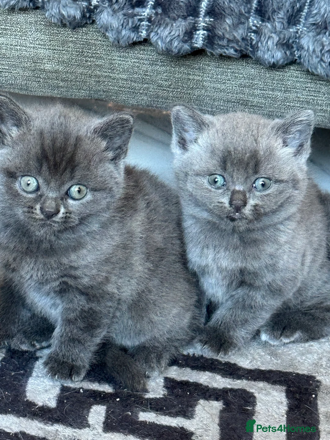 British Shorthair cats for sale: British short hair  - Advert 5
