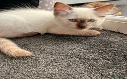 Ragdoll cats for sale: RARE full RAGDOLL BABYS  - Image 24