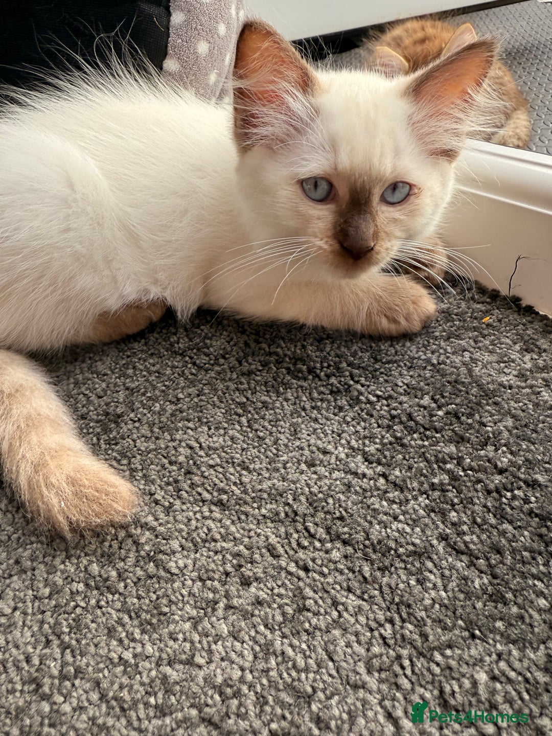 Ragdoll cats for sale: RARE full RAGDOLL BABYS  - Image 24