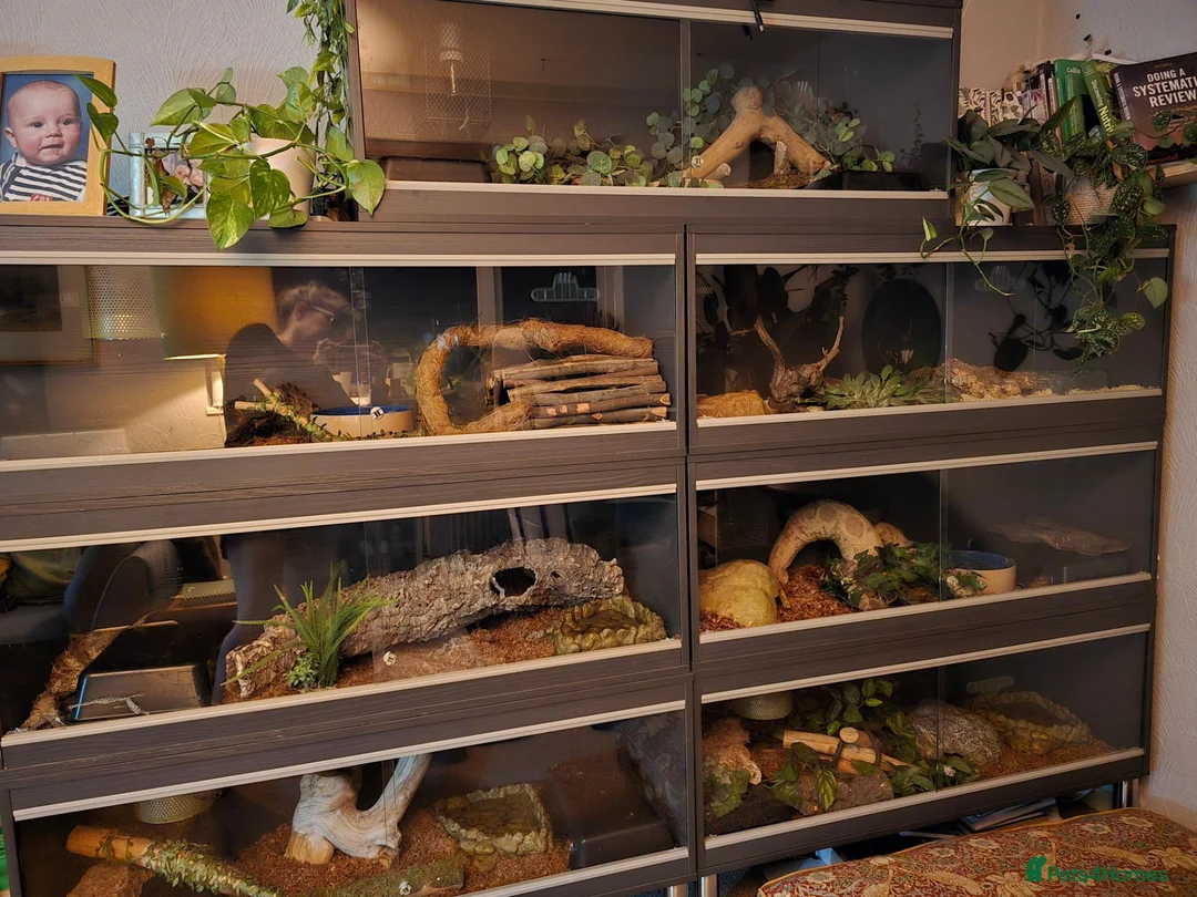 Python Snake reptiles for sale: Royal python for pet home complete set up - Advert 4