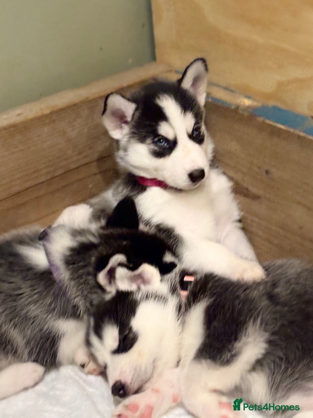 Siberian Husky dogs for sale: Siberian Huskies 2 male 4 female  - Advert 10