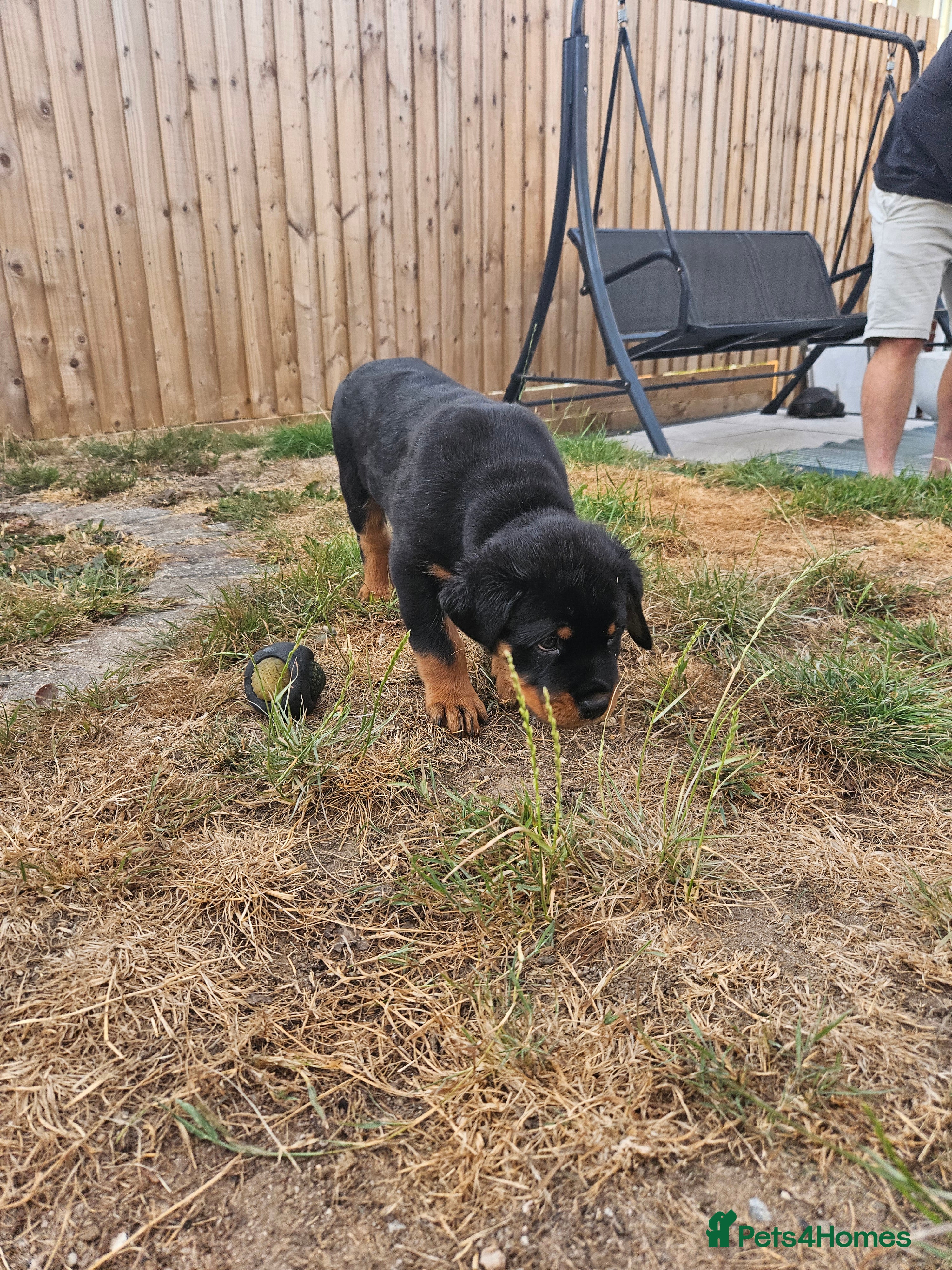 Rottweiler dogs Rottweiler puppies - Advert 3