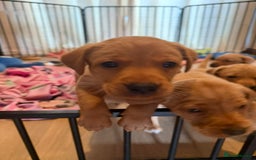 Labrador Retriever dogs for sale: Fox red KC reg labrador puppies - Image 4