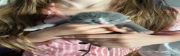 British Shorthair cats for sale: 3 British shorthair kittens  - Advert 14