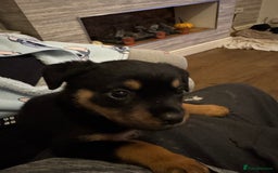 Rottweiler dogs for sale: Beautiful chunky Rottweiler puppies  - Image 9