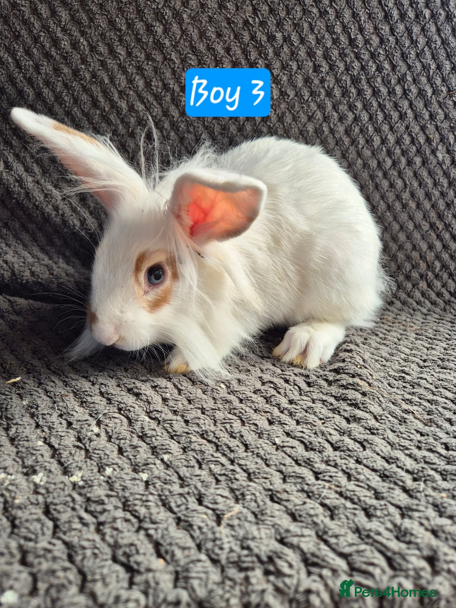 Mini Lion Lop rabbits Mini Lion Lop Bunnies - Advert 18